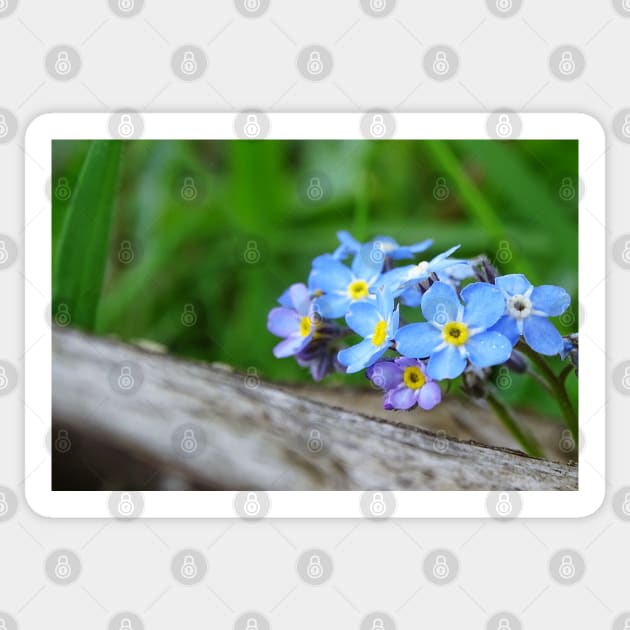 Forget-Me-Not Sticker by AH64D